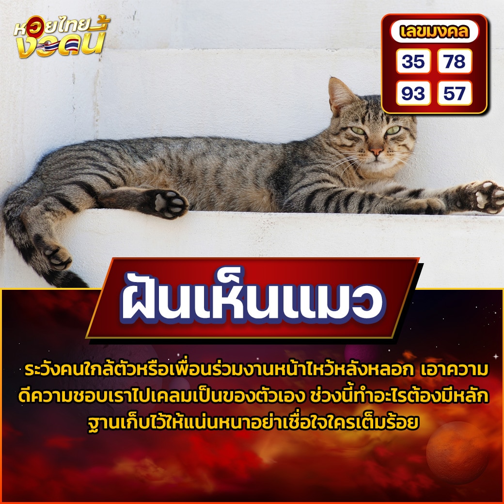ฝันเห็นแมว