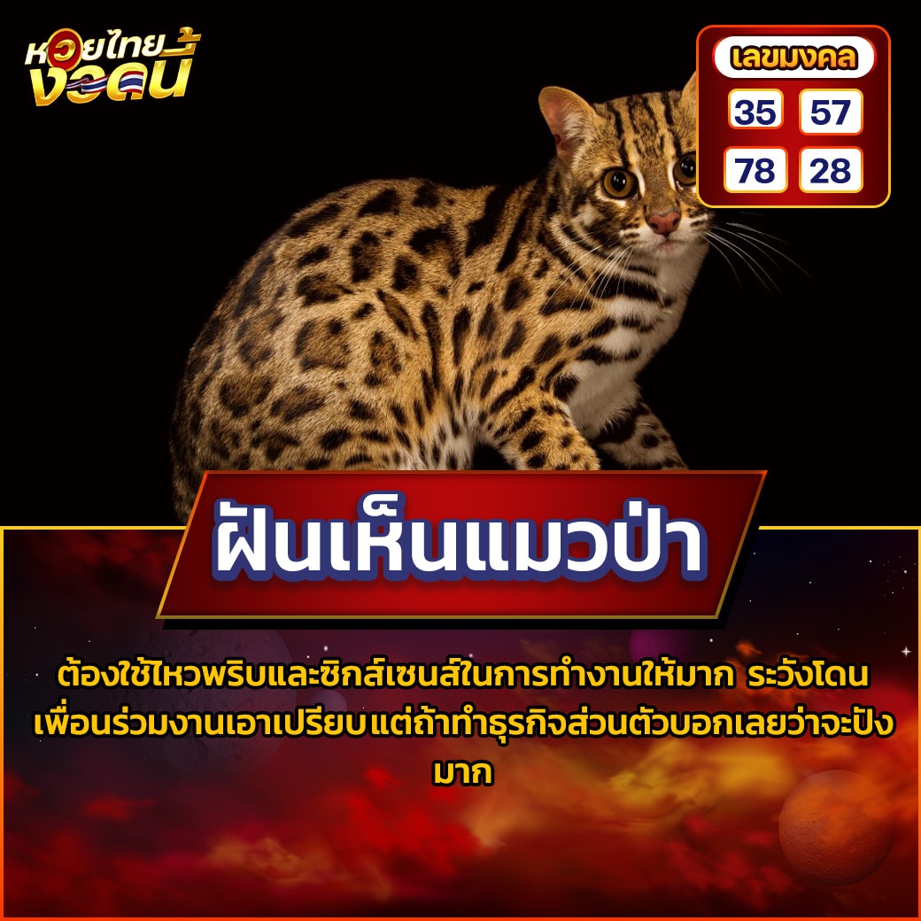 ฝันเห็นแมวป่า